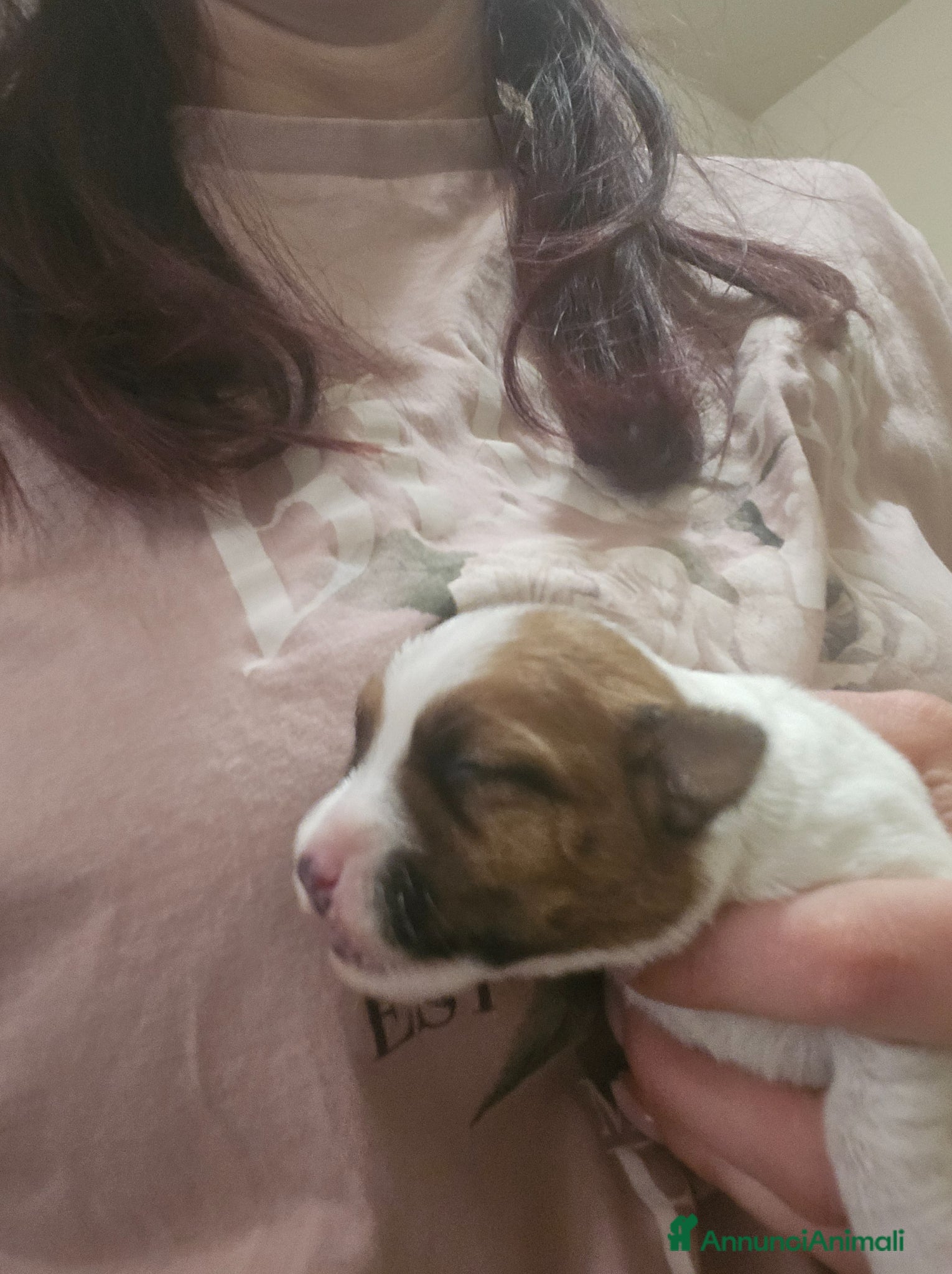 Jack Russell cani Cuccioli Jack russell terrier  - Annuncio 2