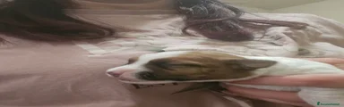 Jack Russell Cucciolo 5