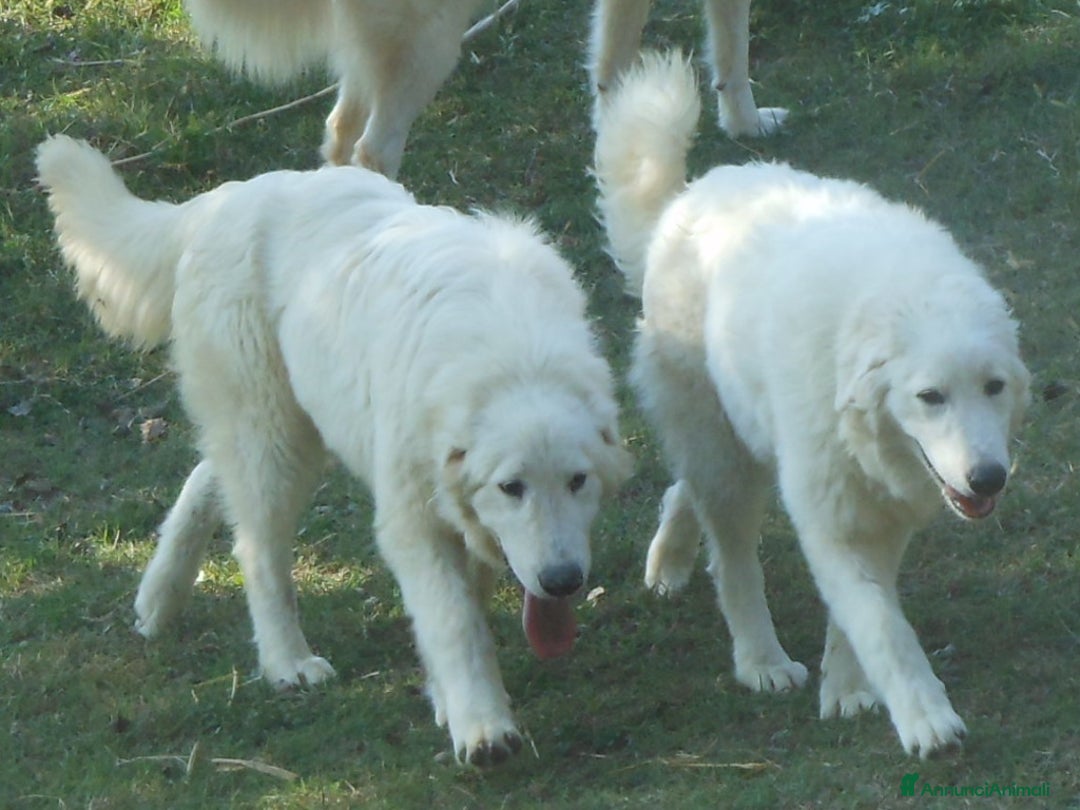 Pastore Maremmano cani in vendita: cuccioli di pastore maremmano abruzzese  - Annuncio 10