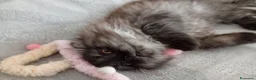 Scottish gatti in vendita: Gattine Scottish longhair  - Annuncio 5