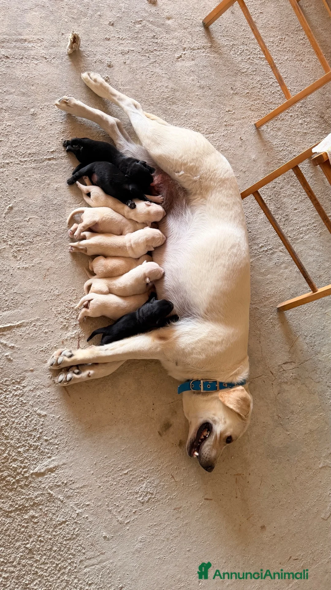 Meticcio cani in vendita: Cuccioli simil Labrador - Disponibili tra 1 mese - Annuncio 2