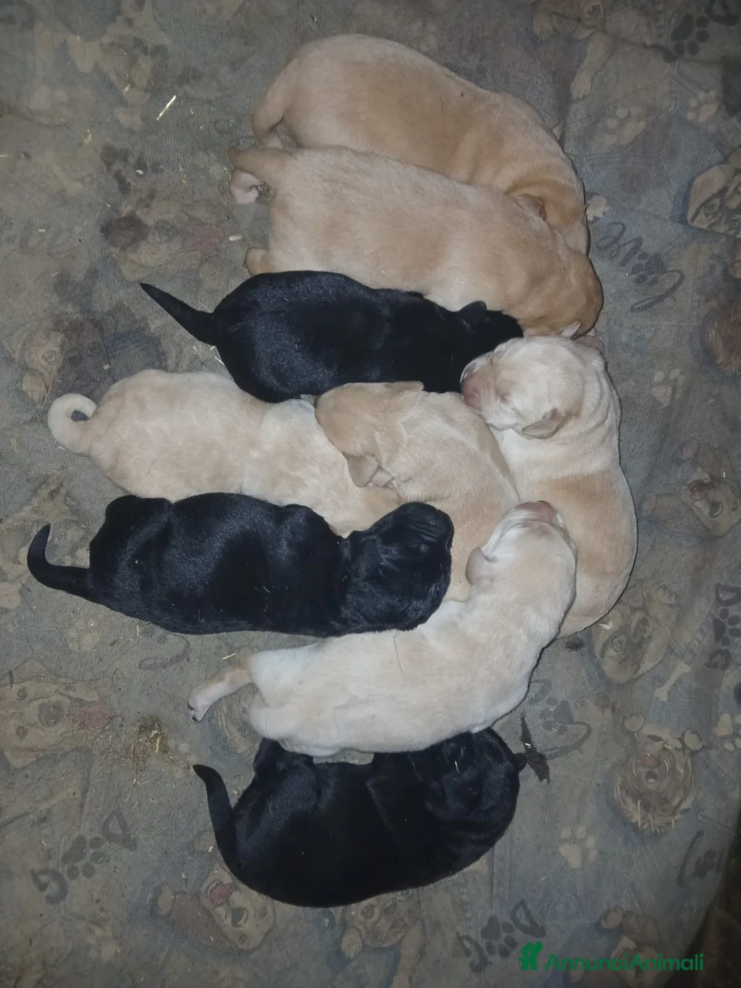 Labrador cani in vendita: Cuccioli di labrador  - Annuncio 7