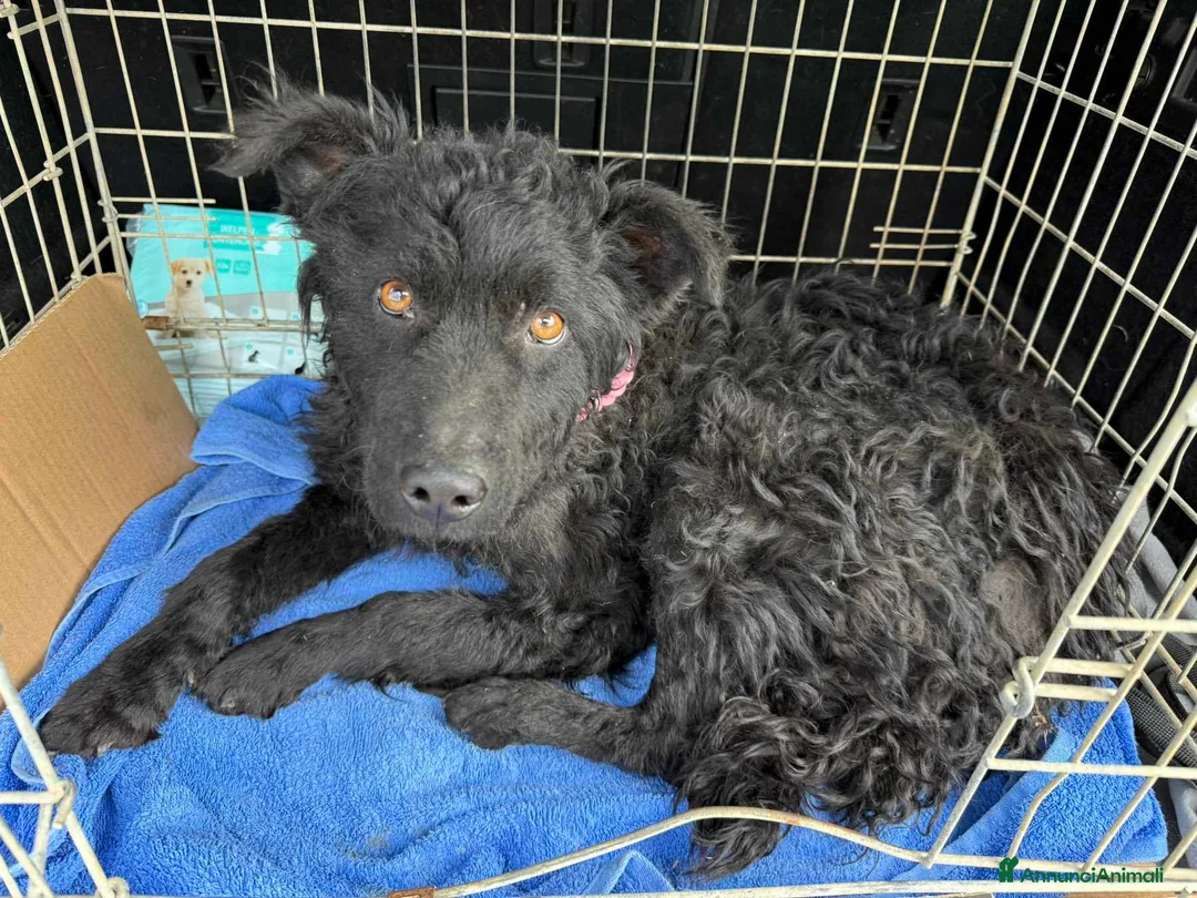 Meticcio cani in regalo: DUSTIN, giovanissimo mix PULIN buonissimo. - Annuncio 2
