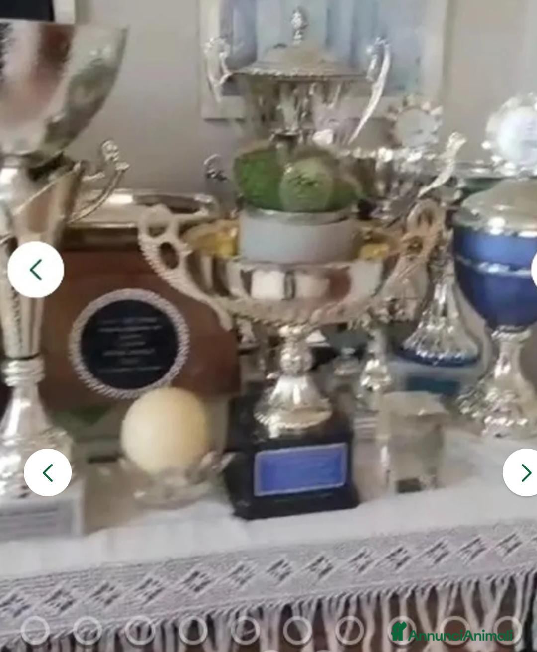 Pastore Tedesco cani in vendita: splendidi cuccioli  - Annuncio 11