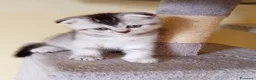 Scottish gatti in vendita: Adorabili cuccioli in cerca di casa - Annuncio 13