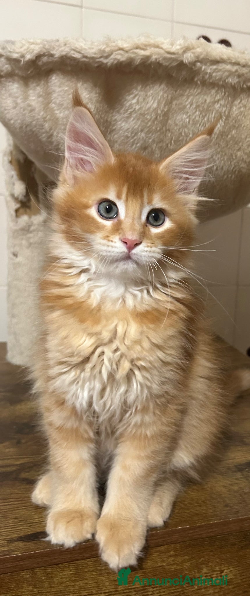 Maine Coon gatti Maine Coon  - Annuncio 5