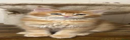 Maine Coon gatti in vendita: Maine Coon  - Annuncio 1