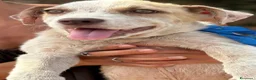 Meticcio cani in regalo: fillo  - Annuncio 4