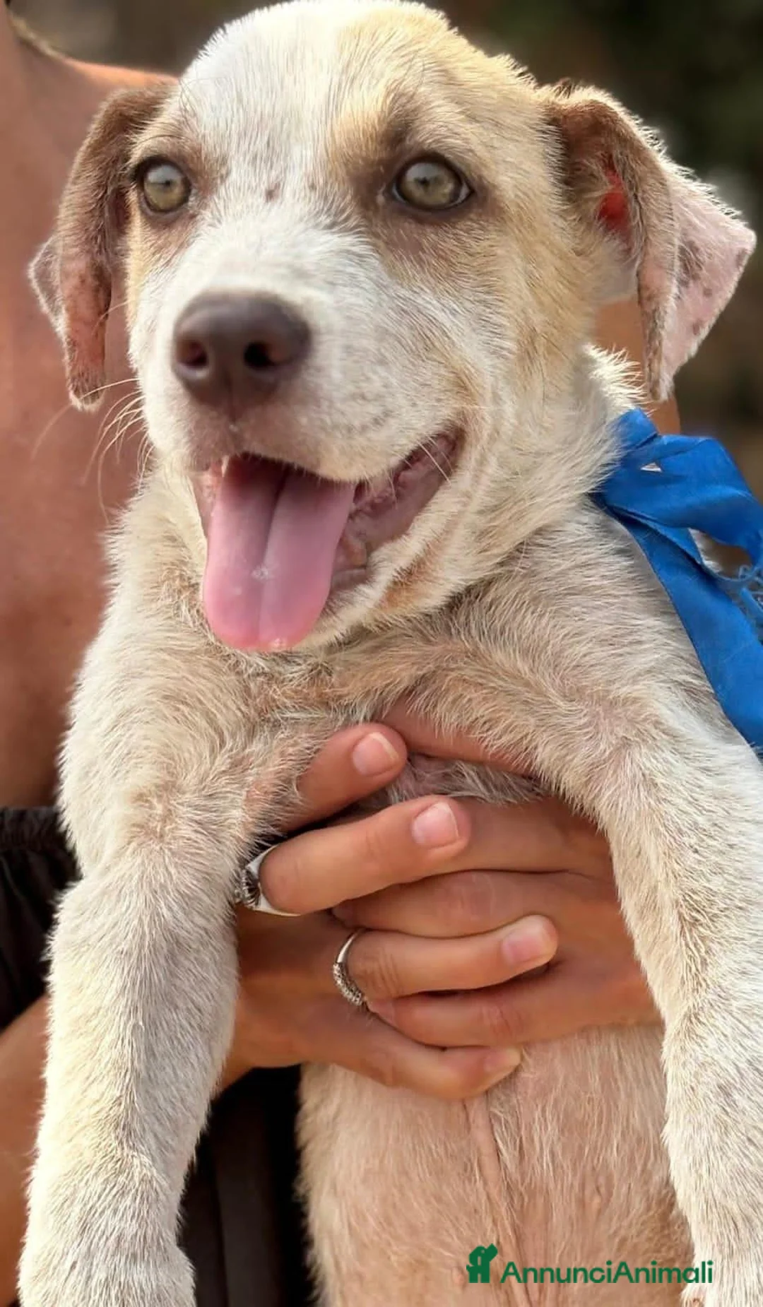 Meticcio cani in regalo: fillo  - Annuncio 4