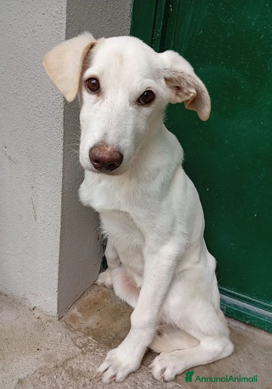 Meticcio cani in regalo: Kira 7mesi trovata pelle ed ossa,in canile.COSENZA - Annuncio 1