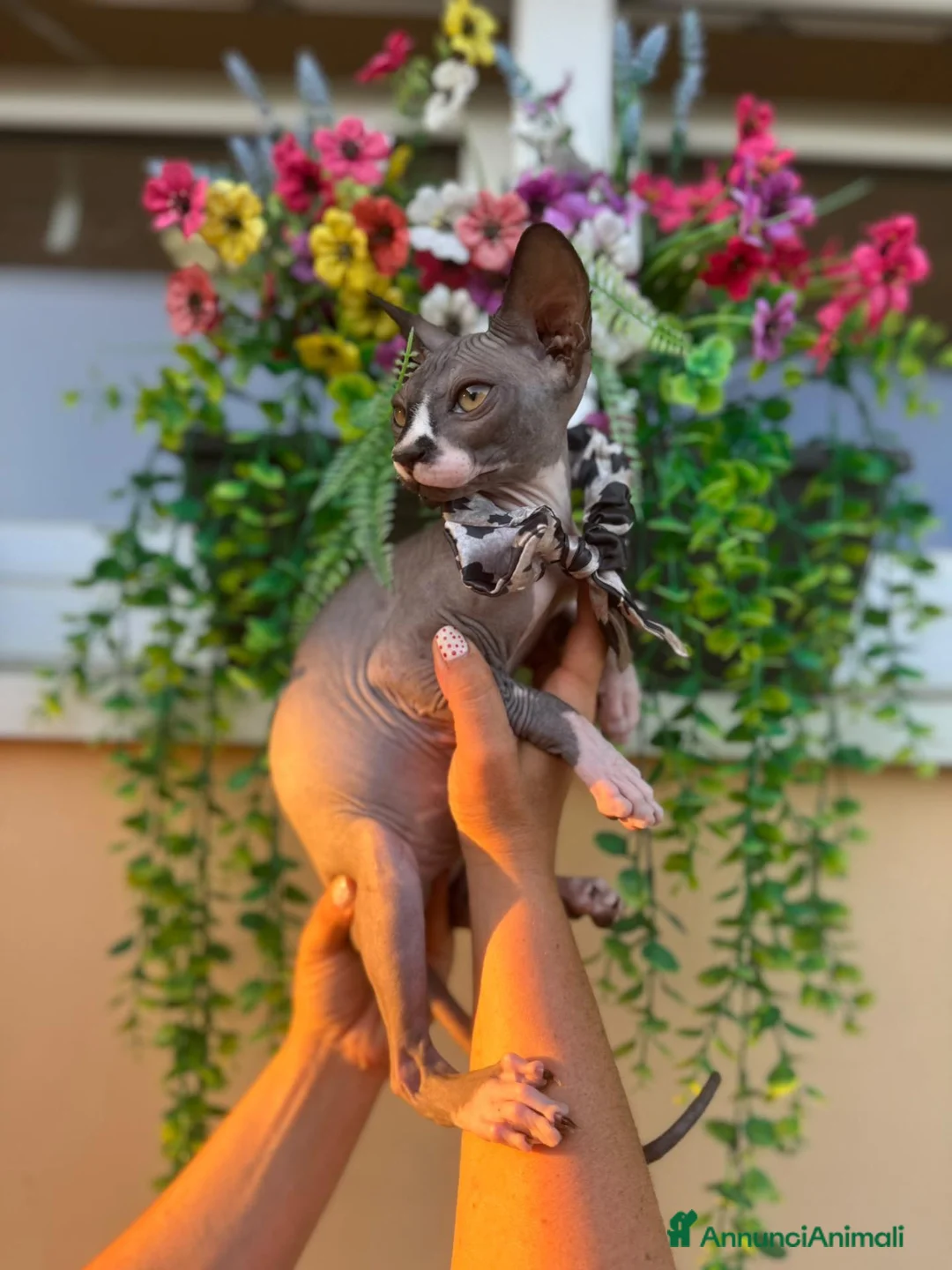 Sphynx gatti in vendita: Gatto Nudo - Annuncio 9