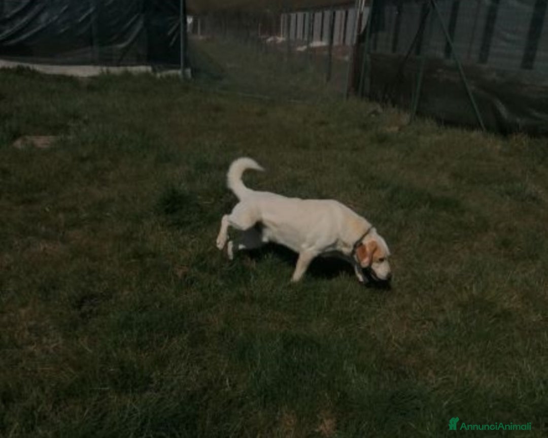 Meticcio cani in regalo: LALO, argento vivo misto a dolcezza  a Latina - Annuncio 4