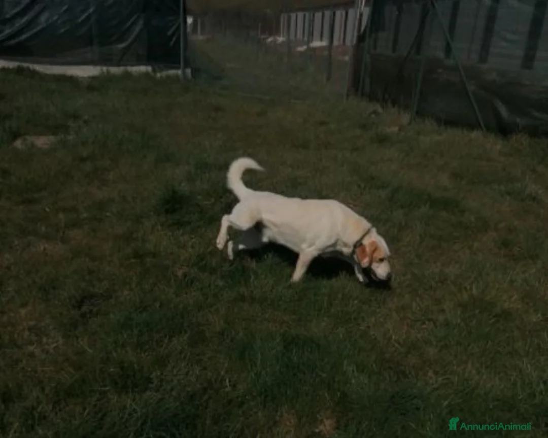 Meticcio cani in regalo: LALO, argento vivo misto a dolcezza  a Latina - Annuncio 4