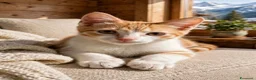 Europeo gatti in regalo: Amos dolcissimo micino bianco e rosso - Annuncio 1