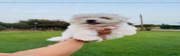 Maltese cani in vendita: Cuccioli di Maltese a Provincia di Frosinone - Annuncio 9