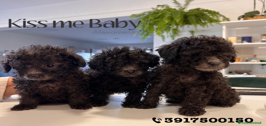 Immagine della galleria {{count}}