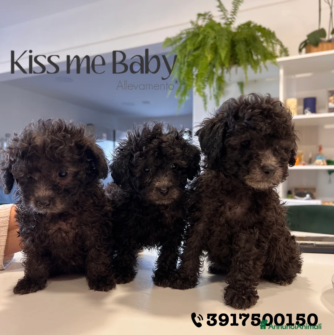 Immagine della galleria {{count}}