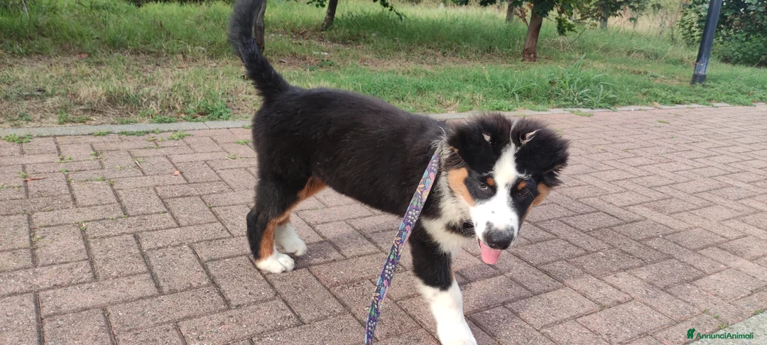 Immagine della galleria {{count}}