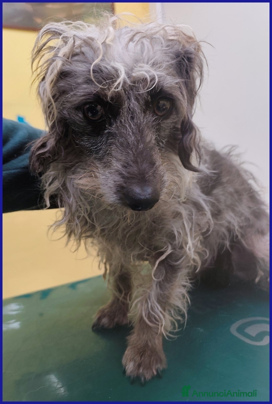 Meticcio cani in regalo: SHENZI SIMIL BASSOTTINA TG PICCOLA, 5 ANNI - Annuncio 3