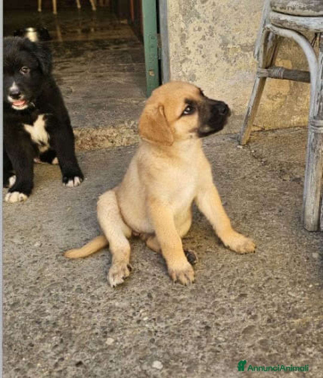 Altre razze cani in regalo: michelle e stellina a Provincia di Bergamo - Immagine 9
