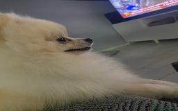 Spitz cani per accoppiamento: Cercasi Femmina Roma a Città metropolitana di Roma Capitale - Immagine 6