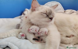 Ragdoll gatti in vendita: Cucciola Ragdoll con pedigree  a Città Metropolitana di Torino - Immagine 6