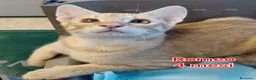 Altre razze gatti in regalo: GATTINI SOLI ED ESCLUSI DA TUTTI a Città Metropolitana di Genova - Annuncio 1