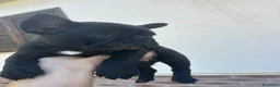Bulldog Francese cani in vendita: bulldog francese nero tigrato  - Annuncio 2