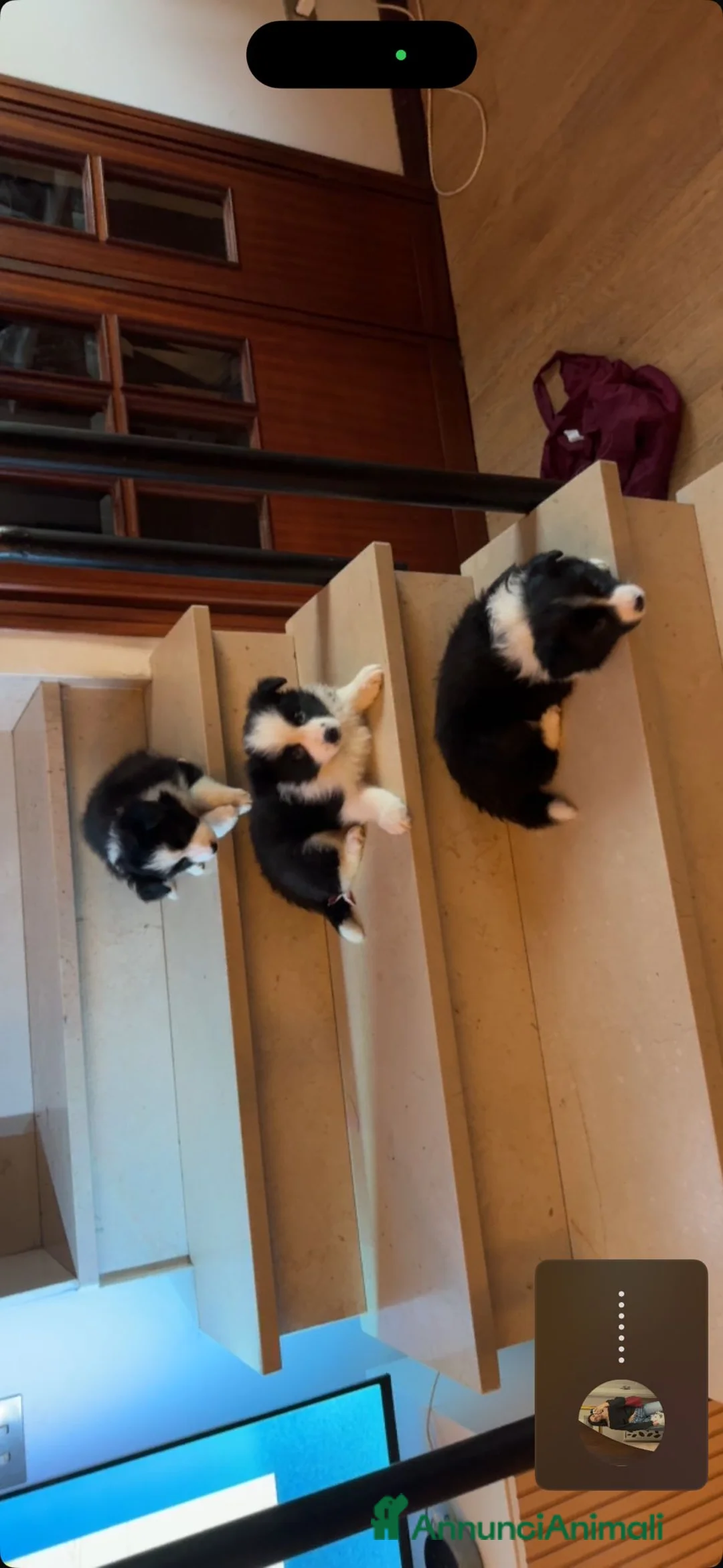 Border Collie cani in vendita: Cuccioli maschi di Border Collie con pedigree ENCI - Annuncio 11