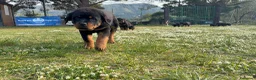 Rottweiler cani in vendita: Cuccioli di rottweiler  - Annuncio 3