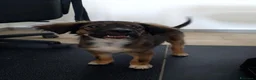 Meticcio cani in regalo: INCENSO 💙 IL CUCCIOLO COL SORRISO - Annuncio 2