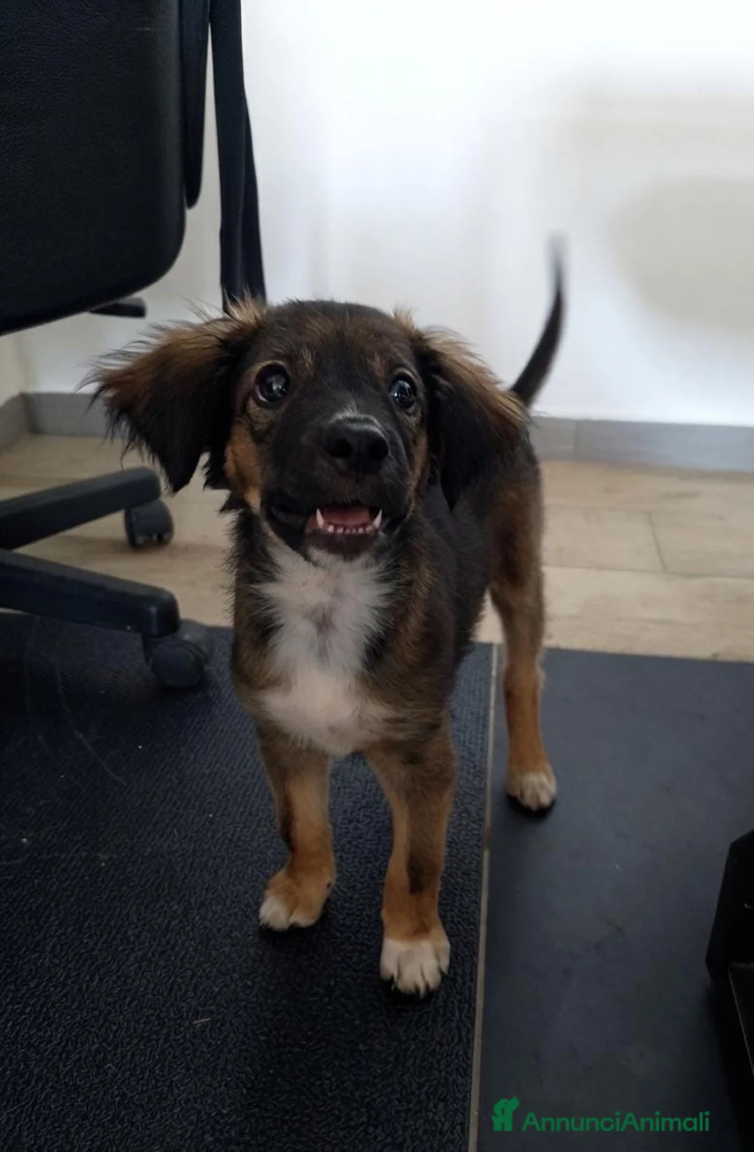 Meticcio cani in regalo: INCENSO 💙 IL CUCCIOLO COL SORRISO - Annuncio 2
