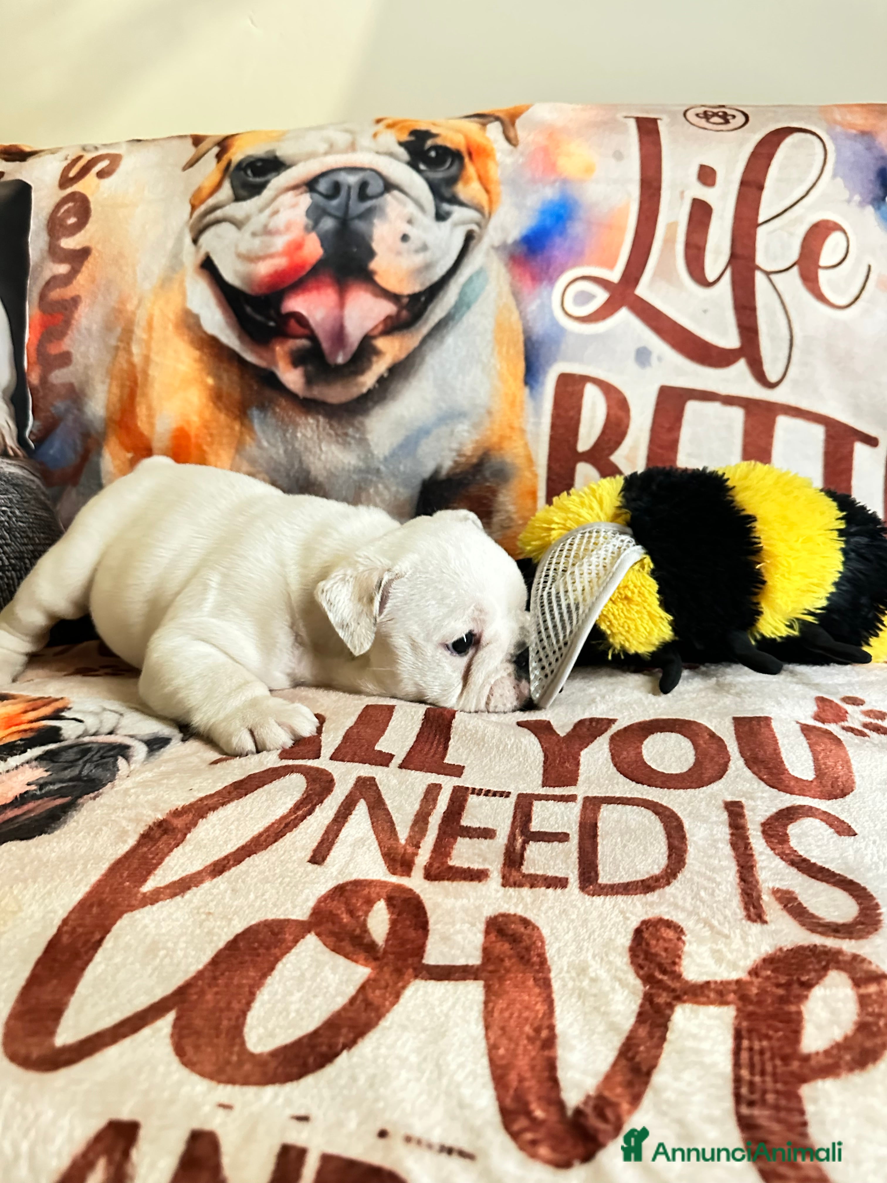 Bulldog cani Cuccioli di bulldog - Annuncio 1