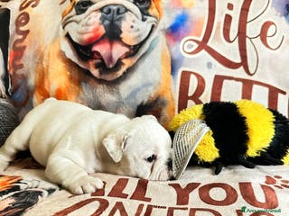 Bulldog cani Cuccioli di bulldog - Annuncio 1