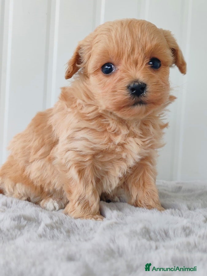 Meticcio cani MALTIPOO REGGIO EMILIA - Annuncio 1