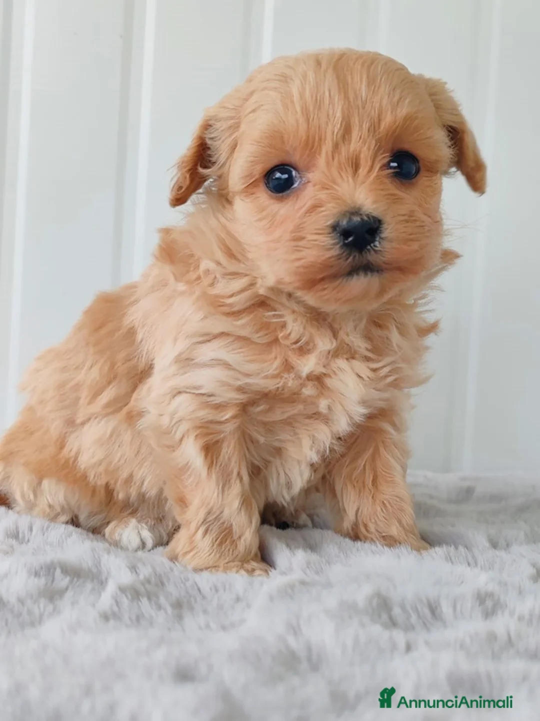 Meticcio cani in vendita: MALTIPOO REGGIO EMILIA - Annuncio 1