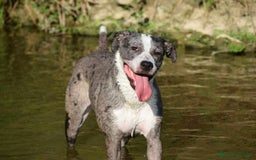 Meticcio cani in regalo: TALA, meravigliosa cagnolona tanto dolce! a Città Metropolitana di Firenze - Immagine 3