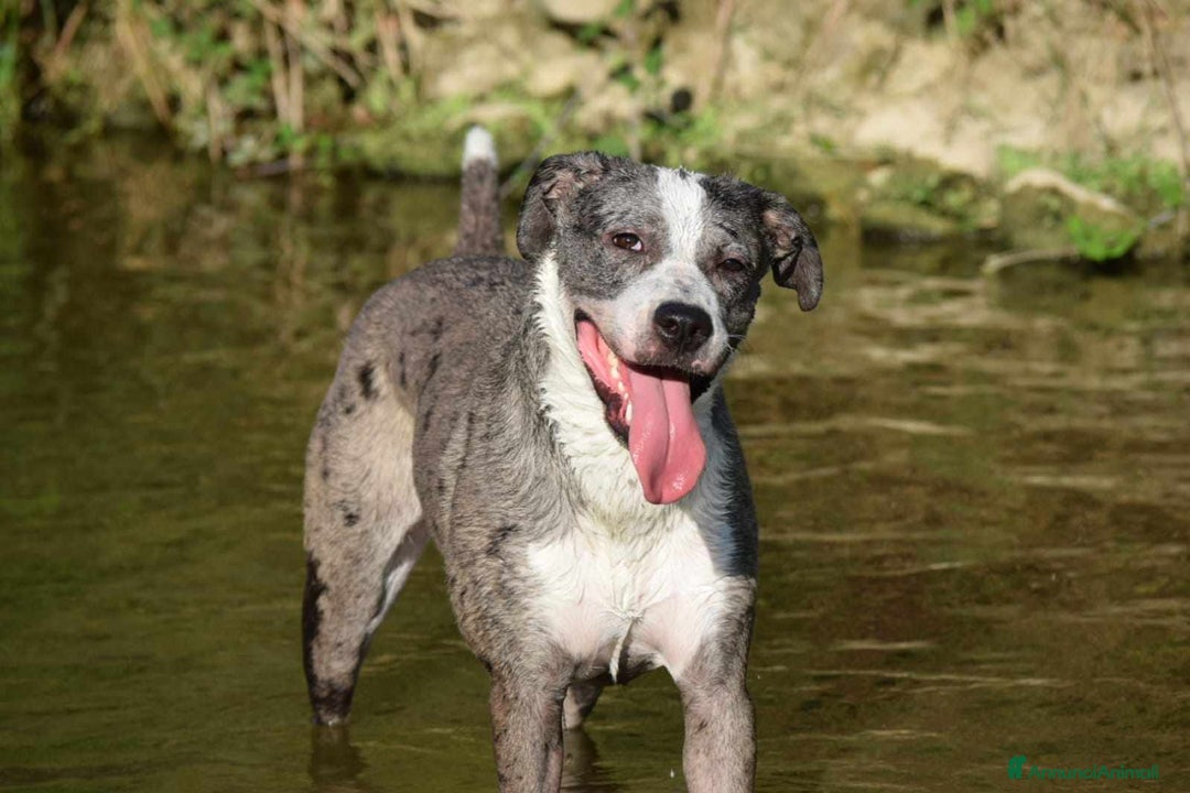 Meticcio cani in regalo: TALA, meravigliosa cagnolona tanto dolce! a Città Metropolitana di Firenze - Immagine 3
