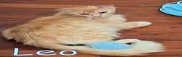 Maine Coon gatti in regalo: LEO SIMILMAINCOON ROSSO CIPRIA - Annuncio 3