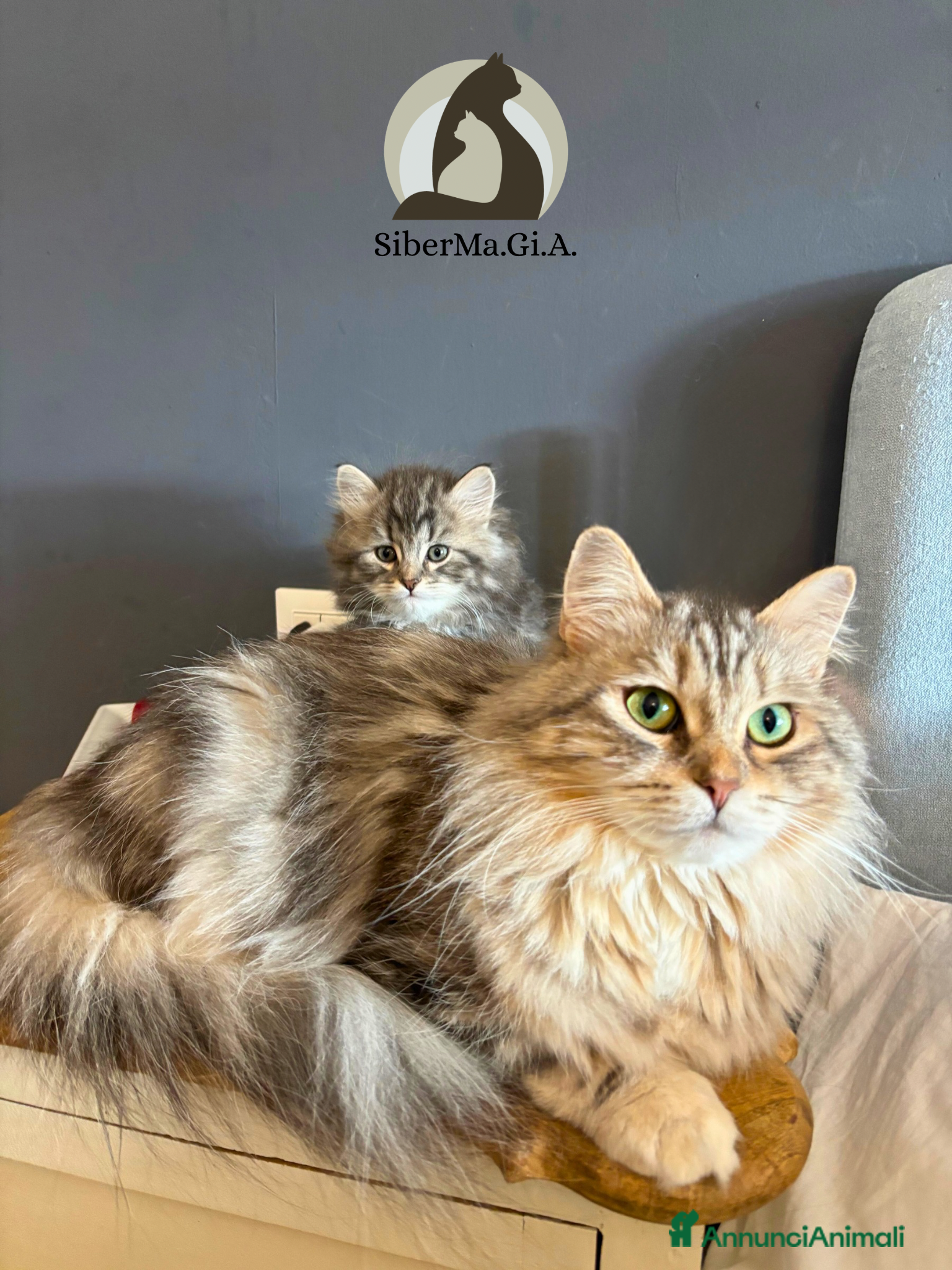 Siberiano gatti Siberiano gattino ipoallergenico - Annuncio 1