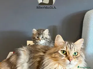 Siberiano gatti Siberiano gattino ipoallergenico - Annuncio 1