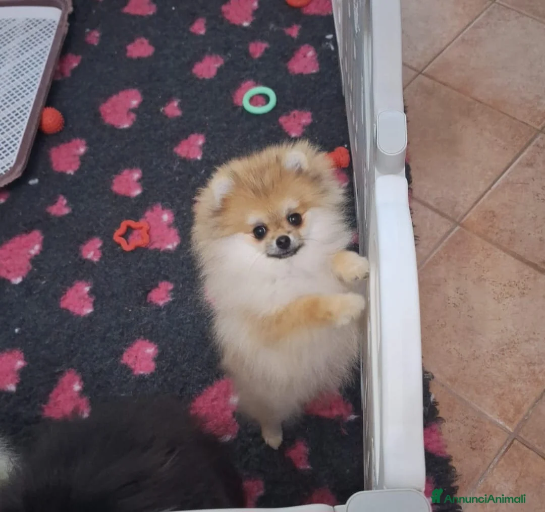 Volpino Pomerania cani in vendita: Spitz tedesco nano - Annuncio 5