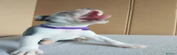 American Staffordshire cani in vendita: Amstaff - Annuncio 6