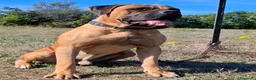 Cane Corso cani in vendita: Cane corso - Annuncio 10