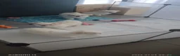 Maltese cani in vendita: Cuccioli di maltese a Città Metropolitana di Napoli - Annuncio 2