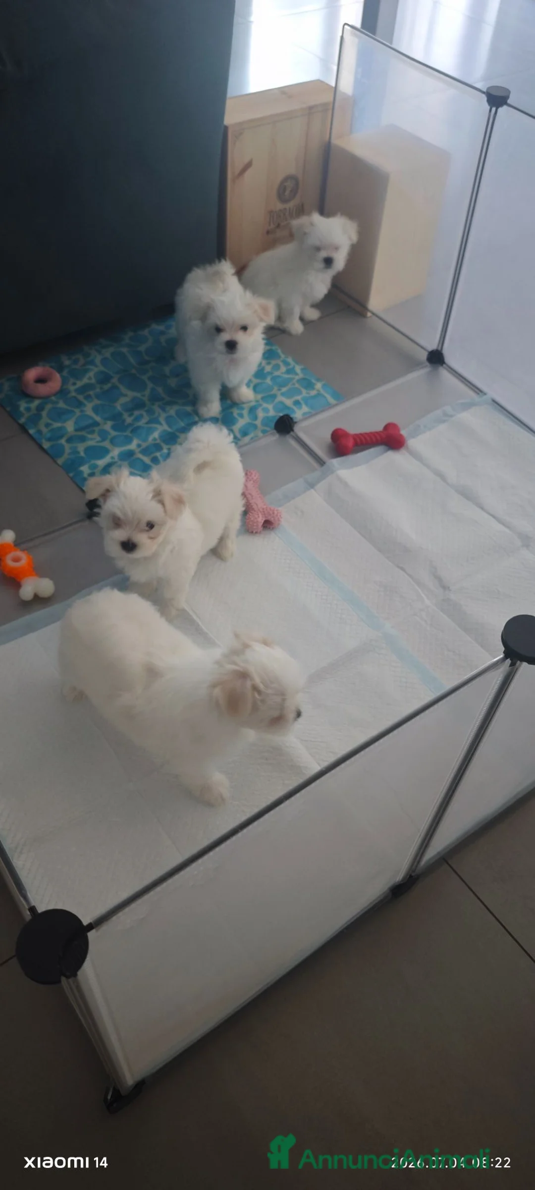 Maltese cani in vendita: Cuccioli di maltese a Città Metropolitana di Napoli - Annuncio 2