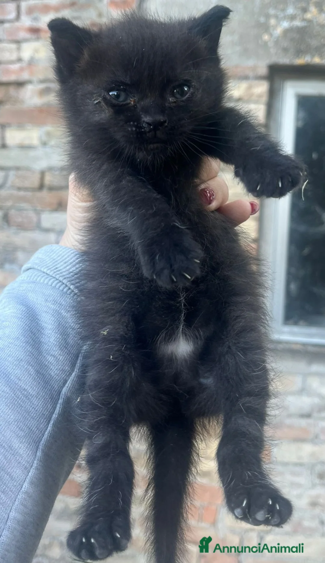 Altre razze gatti in regalo: Regalo gattini a Provincia di Fermo - Annuncio 7
