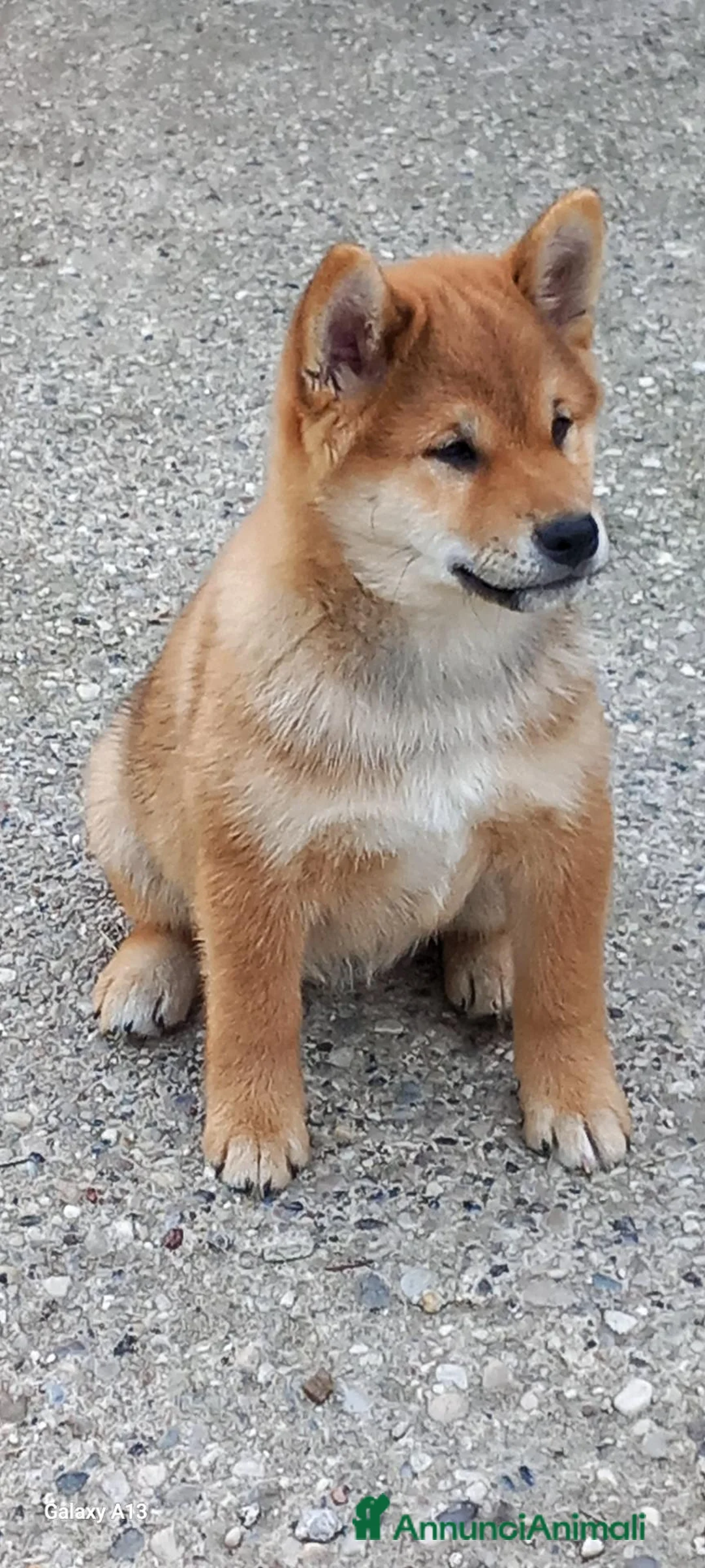 Shiba Inu cani in vendita: Cucciolo maschio disponibile pedigree  - Annuncio 1