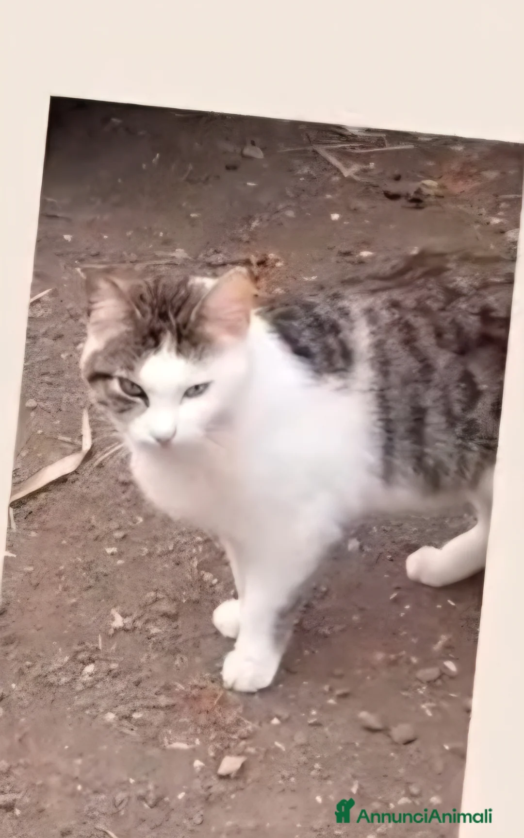 Europeo gatti in regalo: MICHELINO, UNA DOLCEZZA CHE TOCCA IL ❤️ - Annuncio 4