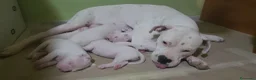 Dogo Argentino cani in vendita: Cuccioli di dogo argentino - Annuncio 9